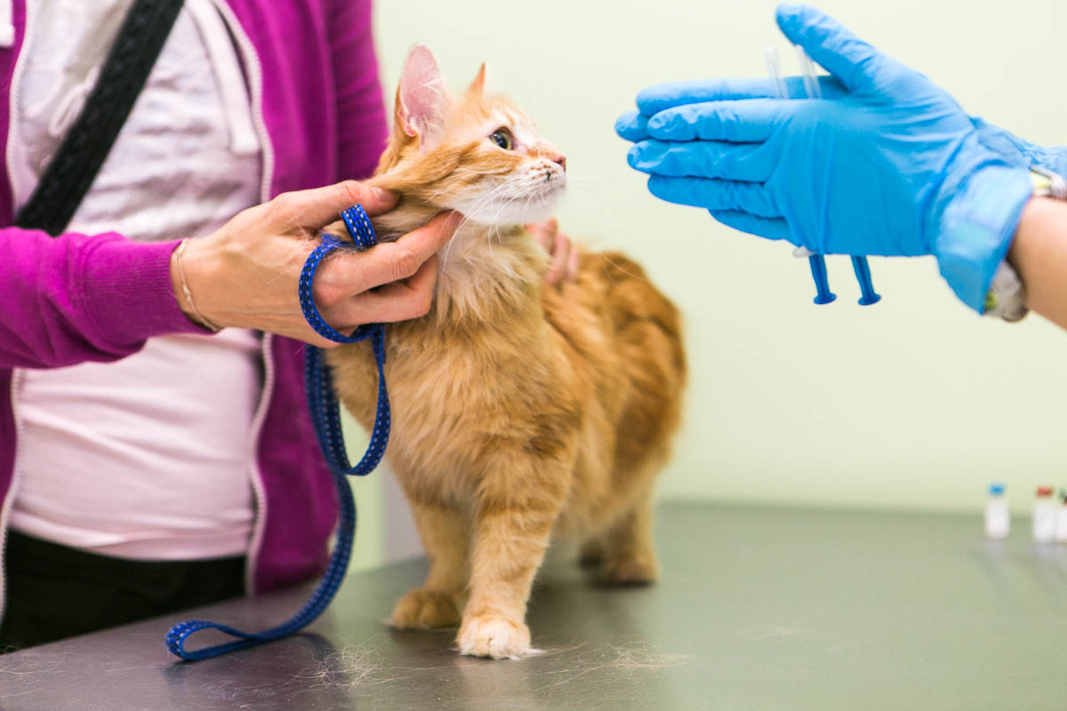 Вакцинация кошек и котов