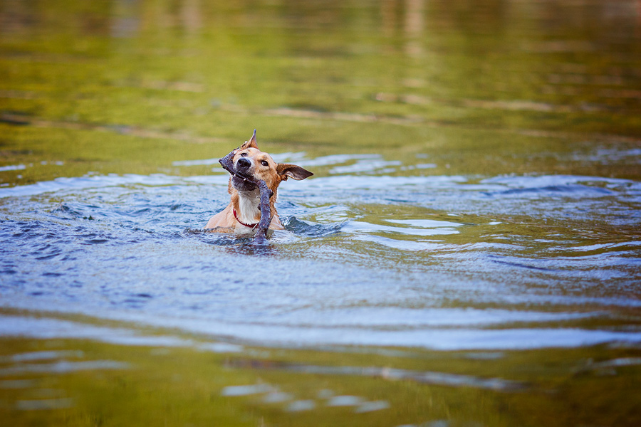 Правила безопасности собак в воде