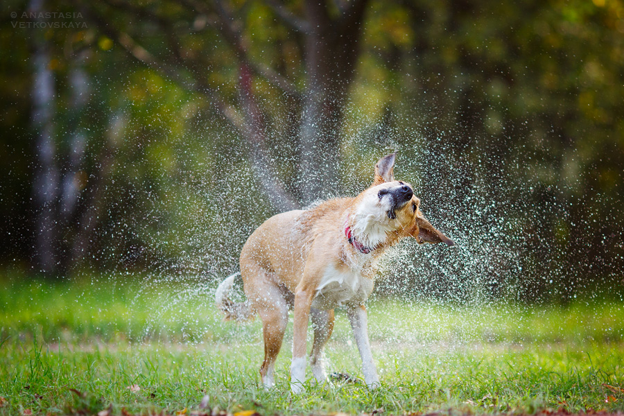 Купание собак в водоемах и на пляже: страх воды у собак и правила безопасности в воде