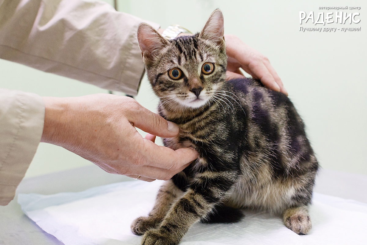 Как сделать визит в клинику приятным для кошки.